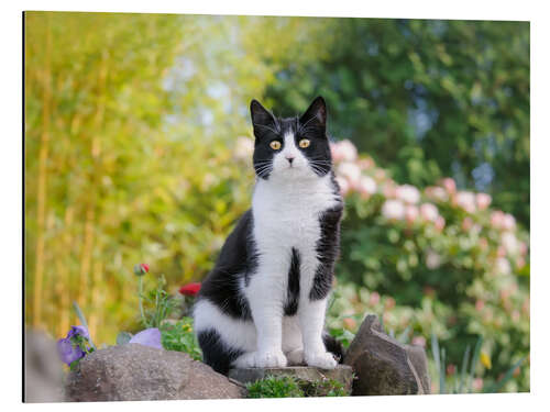 Cuadro de aluminio Black and white cat in spring