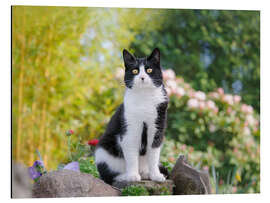 Aluminiumsbilde Black and white cat in spring