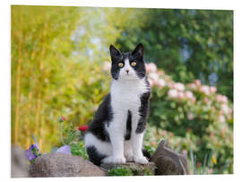 Tableau en PVC Black and white cat in spring