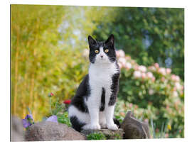 Gallery print Black and white cat in spring