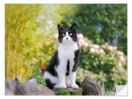 Naklejka na ścianę Black and white cat in spring