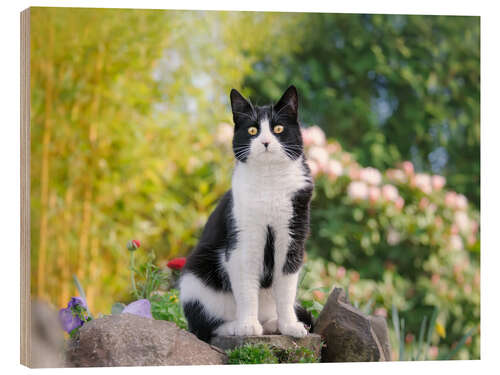 Holzbild Schwarz-weiße Katze im Frühling