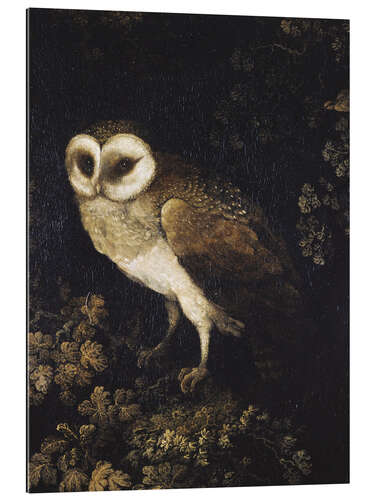 Quadro em plexi-alumínio An Owl