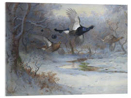 Acrylic print Blackcock And Grouse in Flight