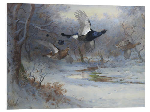 Foam board print Blackcock And Grouse in Flight