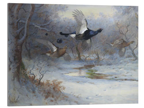 Gallery print Blackcock And Grouse in Flight