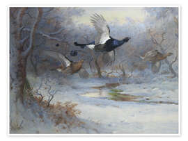 Tableau  Blackcock And Grouse in Flight - Archibald Thorburn