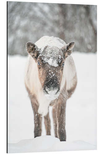 Print på aluminium Reindeer in the Snow