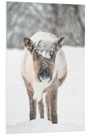 Tableau en PVC Reindeer in the Snow