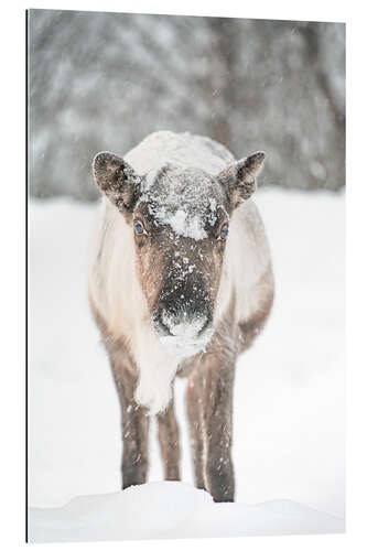 Galleriprint Reindeer in the Snow