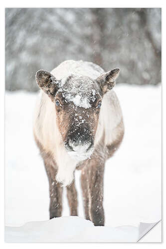 Autocolante decorativo Reindeer in the Snow