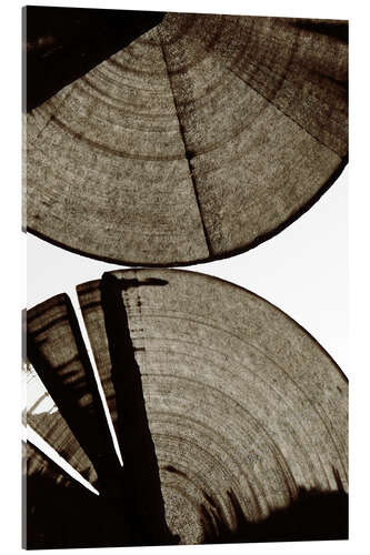 Acrylglas print Сross section of the tree