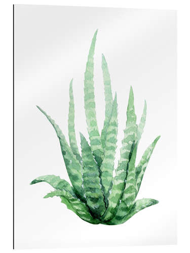 Gallery print Aloe Vera