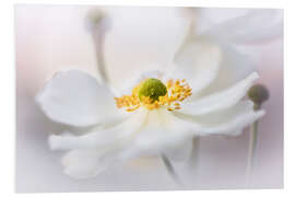 Foam board print Lovable wood anemone