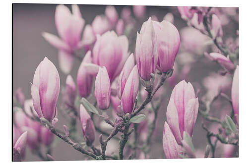 Stampa su alluminio Pink Spring Magnolia