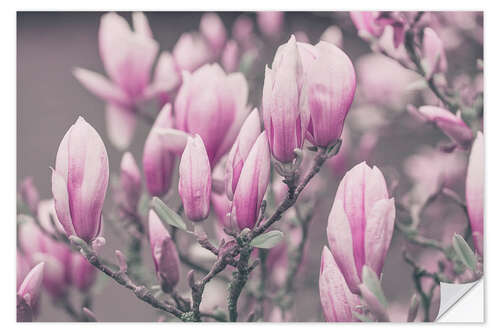 Naklejka na ścianę Pink Spring Magnolia