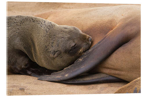 Akryylilasitaulu Sleeping baby fur seal