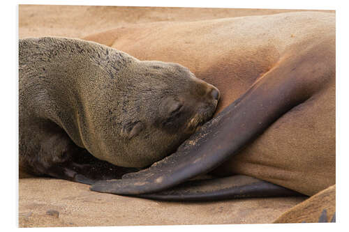 Stampa su PVC Sleeping baby fur seal