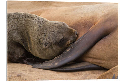 Gallery print Sleeping baby fur seal