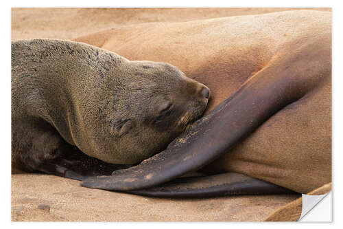 Sisustustarra Sleeping baby fur seal