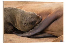 Puutaulu Sleeping baby fur seal