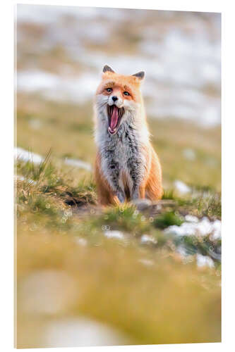 Acrylic print Yawning fox in winter fur