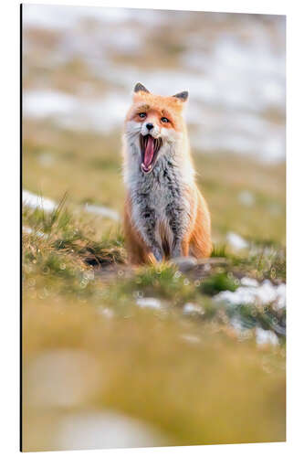 Tableau en aluminium Yawning fox in winter fur