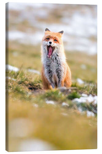 Canvastavla Yawning fox in winter fur