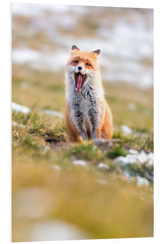 Foam board print Yawning fox in winter fur