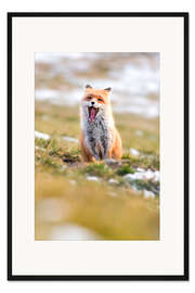 Gerahmter Kunstdruck Gähnender Fuchs im Winterpelz