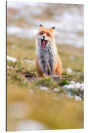 Magnettafel Gähnender Fuchs im Winterpelz