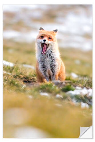 Naklejka na ścianę Yawning fox in winter fur