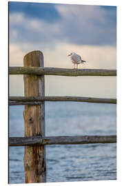 Aluminiumsbilde Onlooker by the sea
