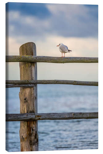 Obraz na płótnie Onlooker by the sea