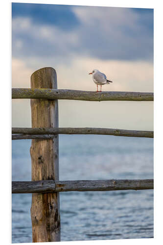 Stampa su PVC Onlooker by the sea