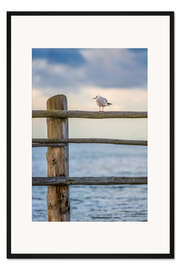 Gerahmter Kunstdruck Zaungast am Meer