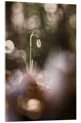 Acrylglas print Outstanding Snowdrop