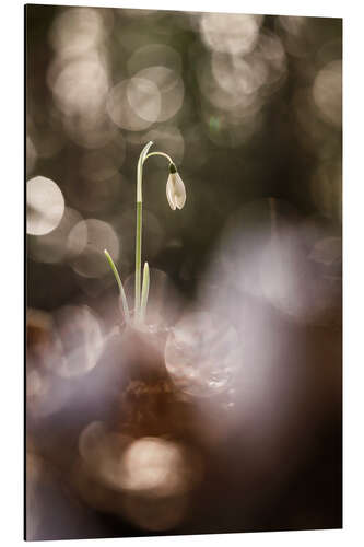 Aluminium print Outstanding Snowdrop