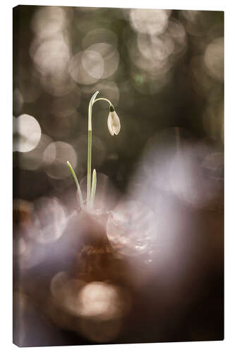 Canvas print Outstanding Snowdrop