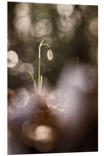 PVC print Outstanding Snowdrop