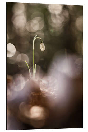 Gallery print Outstanding Snowdrop