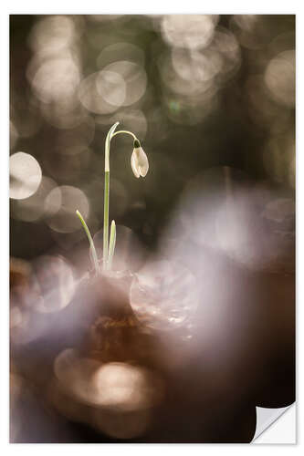Naklejka na ścianę Outstanding Snowdrop