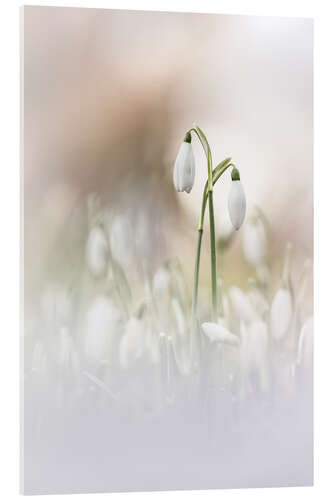 Akrylbilde Dreaming of Snowdrops