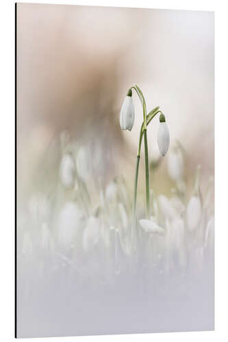 Alumiinitaulu Dreaming of Snowdrops