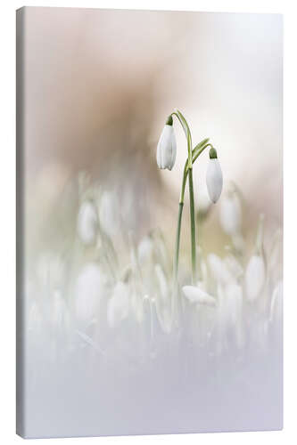 Lærredsbillede Dreaming of Snowdrops