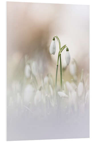 Tableau en PVC Dreaming of Snowdrops