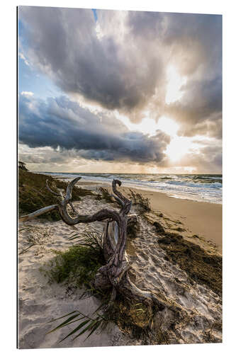 Galleriprint Darss West Beach on the Baltic Sea