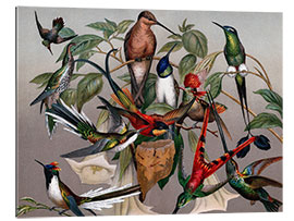 Gallery print Hummingbird species