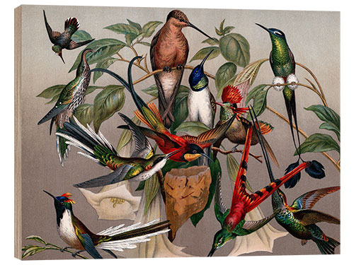 Wood print Hummingbird species