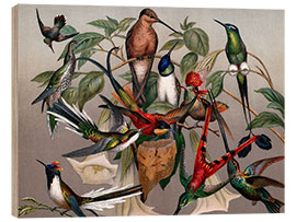 Quadro de madeira Hummingbird species